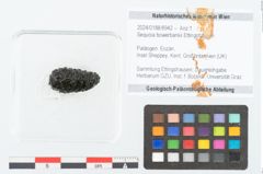 Foto (Objekt + Etikett) von Sequoia bowerbankii Ettingshausen (NHMW-GEO-2024-0188-8942)